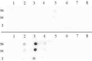 Histone H3 dimethyl Arg17 asymmetric pAb tested by dot blot analysis. (Histone 3 antibody  (H3R17me2a))