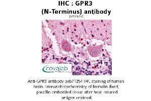 Image no. 1 for anti-G Protein-Coupled Receptor 3 (GPR3) (Extracellular Domain), (N-Term) antibody (ABIN1735048) (GPR3 antibody  (Extracellular Domain, N-Term))