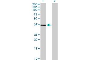 Western Blot analysis of ST3GAL1 expression in transfected 293T cell line by ST3GAL1 MaxPab polyclonal antibody. (ST3GAL1 antibody  (AA 1-340))