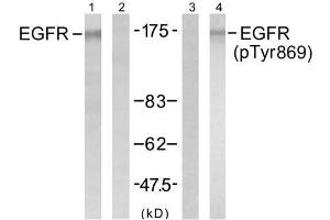 Western blot analysis of extract from A431 cells untreated or treated with EGF (200ng/ml, 5min), using EGFR (Ab-869) antibody (E021222, Lane1 and 2) and EGFR (phospho-Tyr869) antibody (E011229, Lane 3 and 4). (EGFR antibody  (pTyr869))