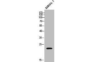 Western Blot analysis of RAW264. (MOBKL2C antibody  (Internal Region))