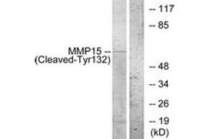 Western blot analysis of extracts from COS7 cells, treated with etoposide 25uM 1h, using MMP15 (Cleaved-Tyr132) Antibody.