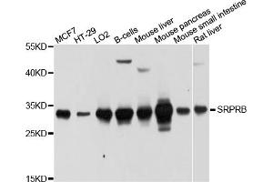 Western blot analysis of extracts of various cell lines, using SRPRB antibody (ABIN5998964) at 1/1000 dilution. (SRPRB antibody)