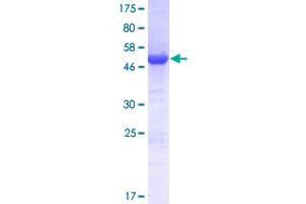 DCUN1D2 Protein (AA 1-259) (GST tag)