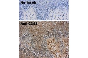 Immunohistochemistry (IHC) image for anti-CD63 (CD63) (AA 120-175) antibody (ABIN1440014)