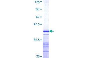 Image no. 1 for Protein Tyrosine Phosphatase, Receptor Type, N (PTPRN) (AA 205-311) protein (GST tag) (ABIN1316877) (PTPRN Protein (AA 205-311) (GST tag))