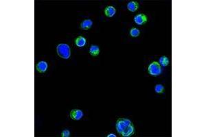 Confocal immunofluorescence analysis of HL60 cells using CD18 antibody (green).