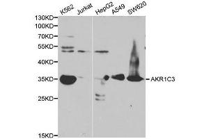 Western blot analysis of extracts of various cell line, using AKR1C3 antibody. (AKR1C3 antibody)