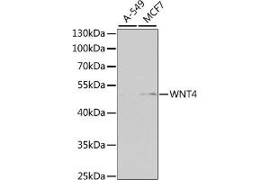 Western Blotting (WB) image for anti-Wingless-Type MMTV Integration Site Family, Member 4 (WNT4) (AA 122-351) antibody (ABIN6150246)
