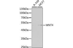 Western blot analysis of extracts of various cell lines, using WNT4 antibody (ABIN6130658, ABIN6150246, ABIN6150247 and ABIN6223774) at 1:1000 dilution. (WNT4 antibody  (AA 122-351))
