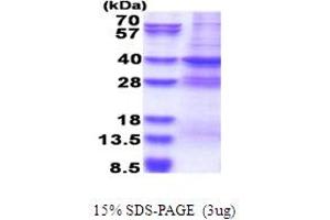 MED27 Protein (AA 1-311) (His tag)