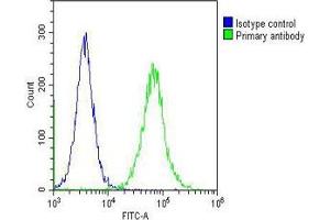 Overlay histogram showing Hela cells stained with (ABIN652911 and ABIN2842587) (green line). (ELAVL1 antibody)