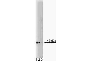 Western blot analysis of Connexin-43 on a rat cerebrum lysate. (Connexin 43/GJA1 antibody  (AA 252-270))