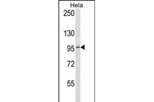 BCL6 Antibody (C-term) (ABIN656985 and ABIN2846168) western blot analysis in Hela cell line lysates (35 μg/lane). (BCL6 antibody  (C-Term))