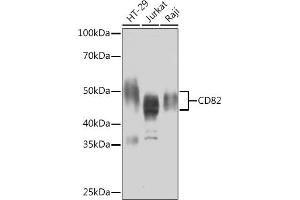 Western blot analysis of extracts of various cell lines, using CD82 Rabbit mAb (ABIN7266222) at 1:1000 dilution. (CD82 antibody)