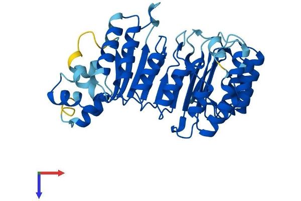 FBXL8 Protein (AA 1-374) (His tag)