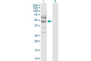 Western Blot analysis of PTPN11 expression in transfected 293T cell line by PTPN11 MaxPab polyclonal antibody. (PTPN11 antibody  (AA 1-460))