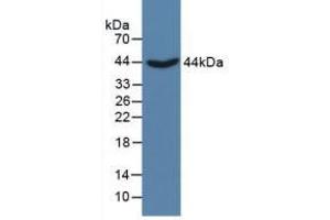 Figure. (Cystathionine (AA 163-382) antibody)