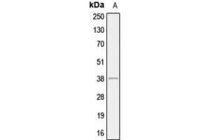 Western blot analysis of AHA1 expression in HepG2 (A) whole cell lysates. (AHSA1 antibody  (Center))