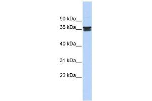 ZNF614 antibody used at 0. (ZNF614 antibody  (Middle Region))