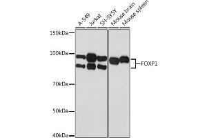 Western blot analysis of extracts of various cell lines, using FOXP1 Rabbit mAb (ABIN7267247) at 1:1000 dilution. (FOXP1 antibody)