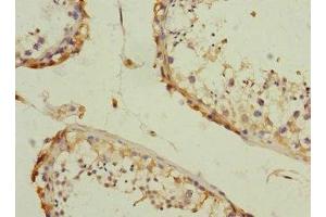 Immunohistochemistry of paraffin-embedded human testis tissue using ABIN7146507 at dilution of 1:100 (CAMSAP2 antibody  (AA 1-150))