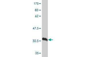 Western Blot detection against Immunogen (37. (VEGFB antibody  (AA 27-136))