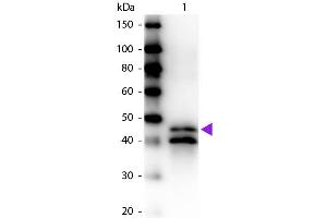 Western blot of Biotin conjugated Rabbit Anti-Ovalbumin primary antibody. (Ovalbumin antibody  (Biotin))