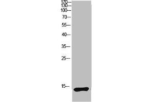 Western blot analysis of mouse lung lysate, antibody was diluted at 1:1000. (LC3B antibody  (AA 1-50))