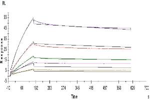 Human LILRB2, hFc Tag captured on Protein A chip, can bind Human ANGPTL2, His Tag with an affinity constant of 0. (ANGPTL2 Protein (AA 260-493) (His-Avi Tag))