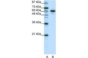 CBLL1 antibody  (C-Term)