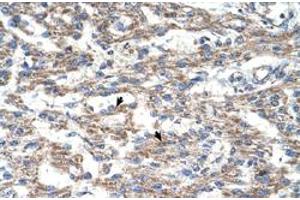 Immunohistochemical staining (Formalin-fixed paraffin-embedded sections) of human heart with DUT polyclonal antibody  at 4-8 ug/mL working concentration. (Deoxyuridine Triphosphatase (DUT) (C-Term) antibody)