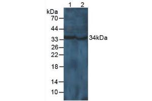 Figure. (Cyclin D1 antibody  (AA 1-295))