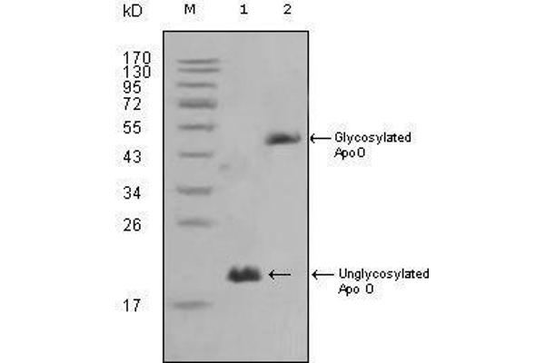 APOO antibody