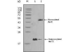 Western blot analysis using ApoO mouse mAb against HepG2 (1) and 3T3L1(2) cell lysate.