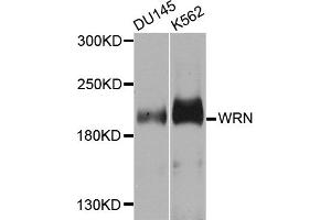Western blot analysis of extracts of various cell lines, using WRN antibody (ABIN5996403) at 1/1000 dilution. (RECQL2 antibody)