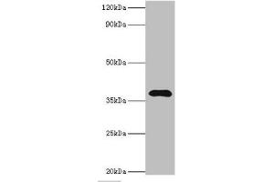 Western blot All lanes: Leucine-rich alpha-2-glycoprotein antibody at 4 μg/mL + HepG2 whole cell lysate Secondary Goat polyclonal to rabbit IgG at 1/10000 dilution Predicted band size: 38 kDa Observed band size: 38 kDa (LRG1 antibody  (AA 36-347))