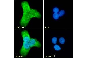 (ABIN571291) Immunofluorescence analysis of paraformaldehyde fixed A431 cells, permeabilized with 0. (RAN antibody  (AA 197-210))