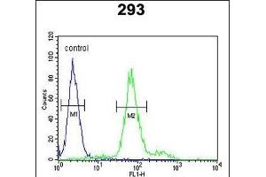 KLF16 Antibody (Center) (ABIN652801 and ABIN2842524) flow cytometric analysis of 293 cells (right histogram) compared to a negative control cell (left histogram).