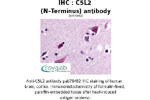 Image no. 1 for anti-G Protein-Coupled Receptor 77 (GPR77) (Extracellular Domain), (N-Term) antibody (ABIN1732504) (GPR77 antibody  (Extracellular Domain, N-Term))