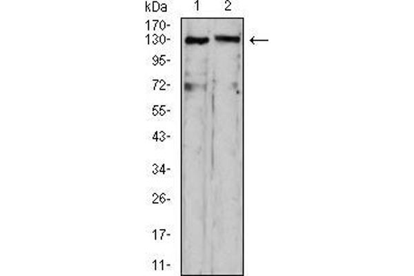 OTUD4 antibody  (AA 815-1049)