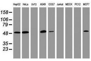Image no. 3 for anti-CD4 (CD4) antibody (ABIN1497287) (CD4 antibody)