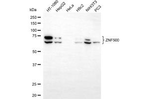 anti-Zinc Finger Protein 500 (ZNF500) antibody
