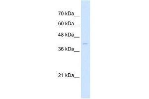 Sample Type:  HepG2 cell lysate  Antibody concentration:  1. (Arrestin 3 antibody  (Middle Region))