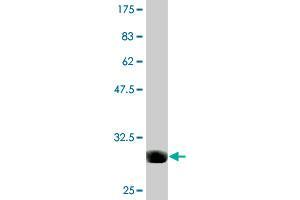 Western Blot detection against Immunogen (30. (S1PR1 antibody  (AA 1-47))