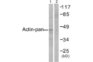 Western Blotting (WB) image for anti-Actin (pan) antibody (ABIN1848426)