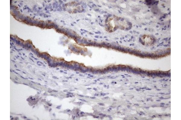 Amelotin antibody