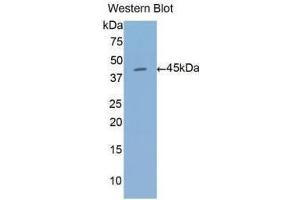 Western Blotting (WB) image for anti-Annexin A1 (ANXA1) (AA 1-346) antibody (ABIN1077718) (Annexin a1 antibody  (AA 1-346))