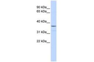 Image no. 1 for anti-Zinc Finger Protein 787 (ZNF787) (AA 180-229) antibody (ABIN6740286) (ZNF787 antibody  (AA 180-229))