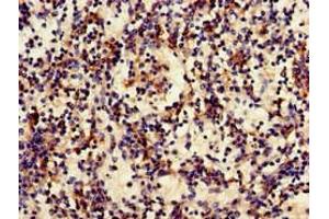 Immunohistochemistry of paraffin-embedded human spleen tissue using ABIN7158547 at dilution of 1:100 (FCGR3A antibody  (AA 49-184))